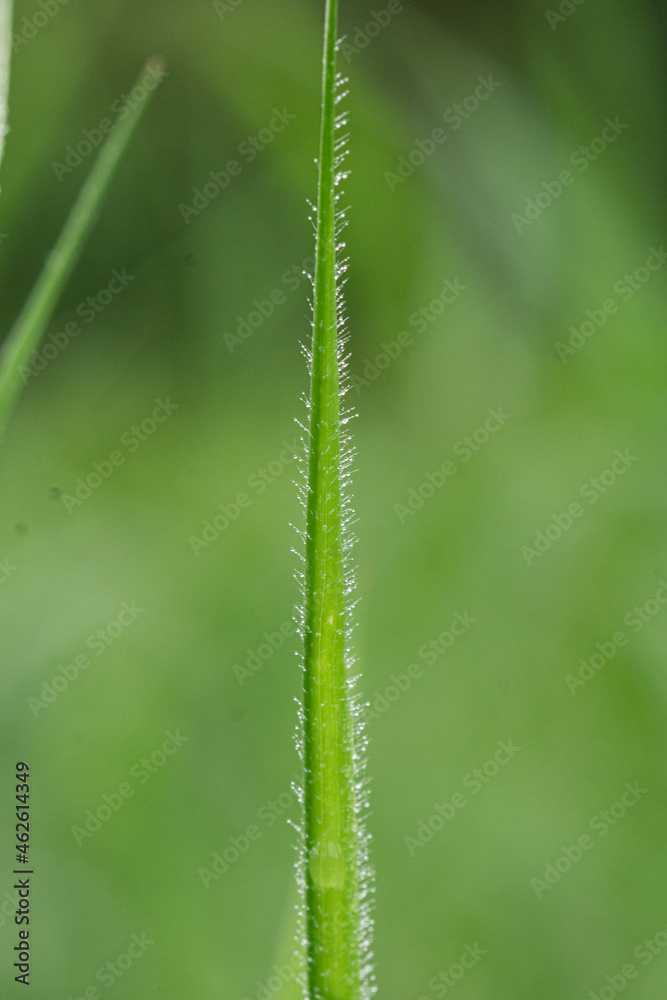 Obraz premium close up of a green grass