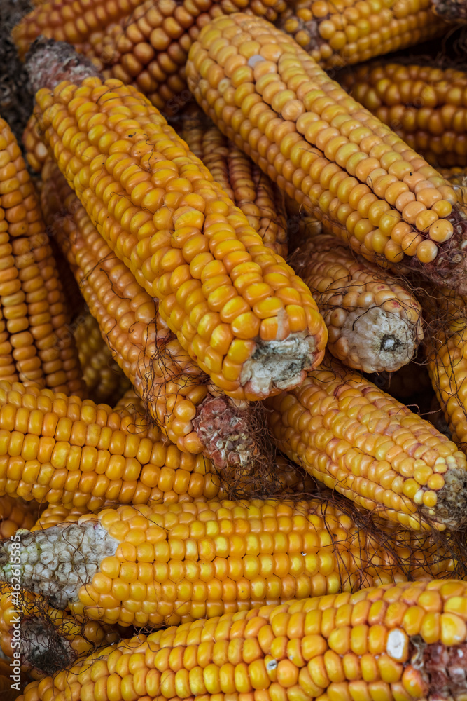 Natural autumn corn Natural autumn corn