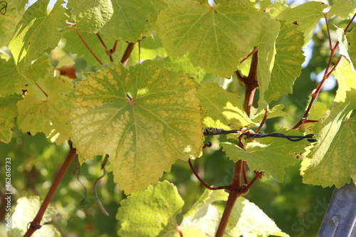 Weinblätter Weinblatt Wein Blatt im Herbst gelb gefärbt Herbstlaub Weinberg Weinstock