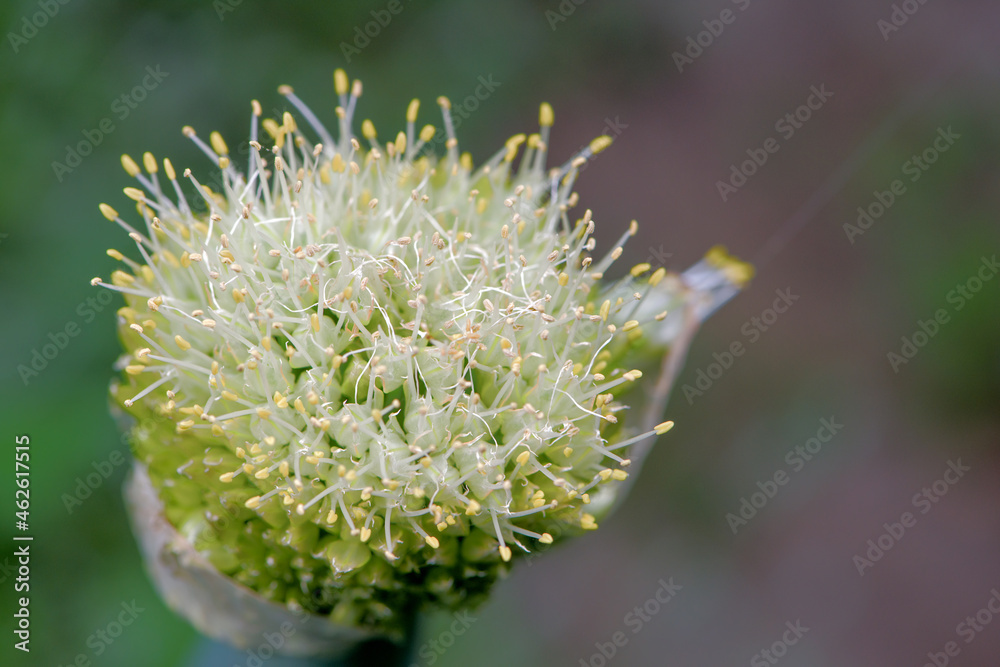 Close-up of scallion seed growing on top of scallion Close-up of scallion seed growing on top of scallion
