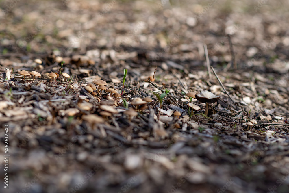 ants on the ground ants on the ground