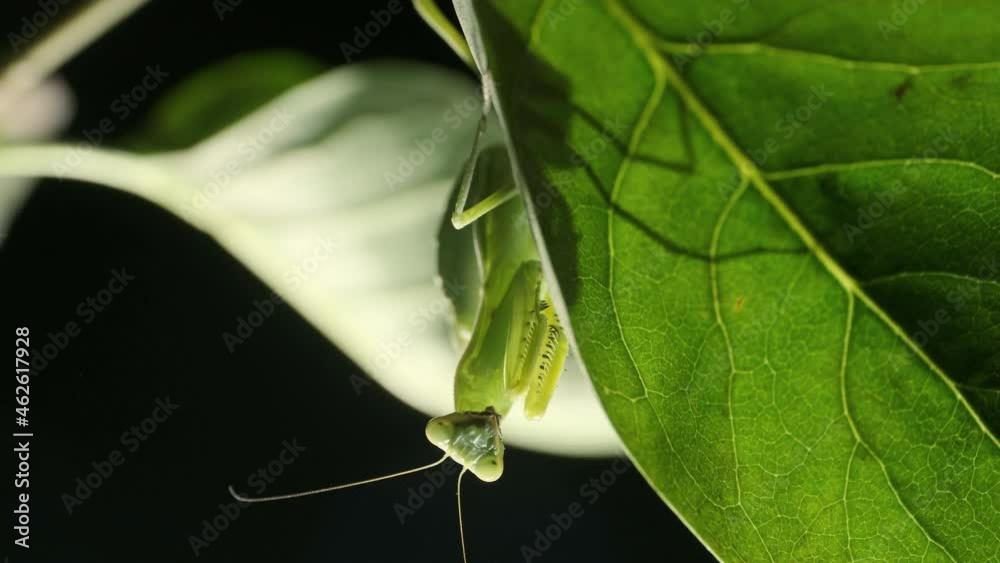 Green Praying mantis hides under a lilac leaf. Close-up of mantis insect Green Praying mantis hides under a lilac leaf. Close-up of mantis insect