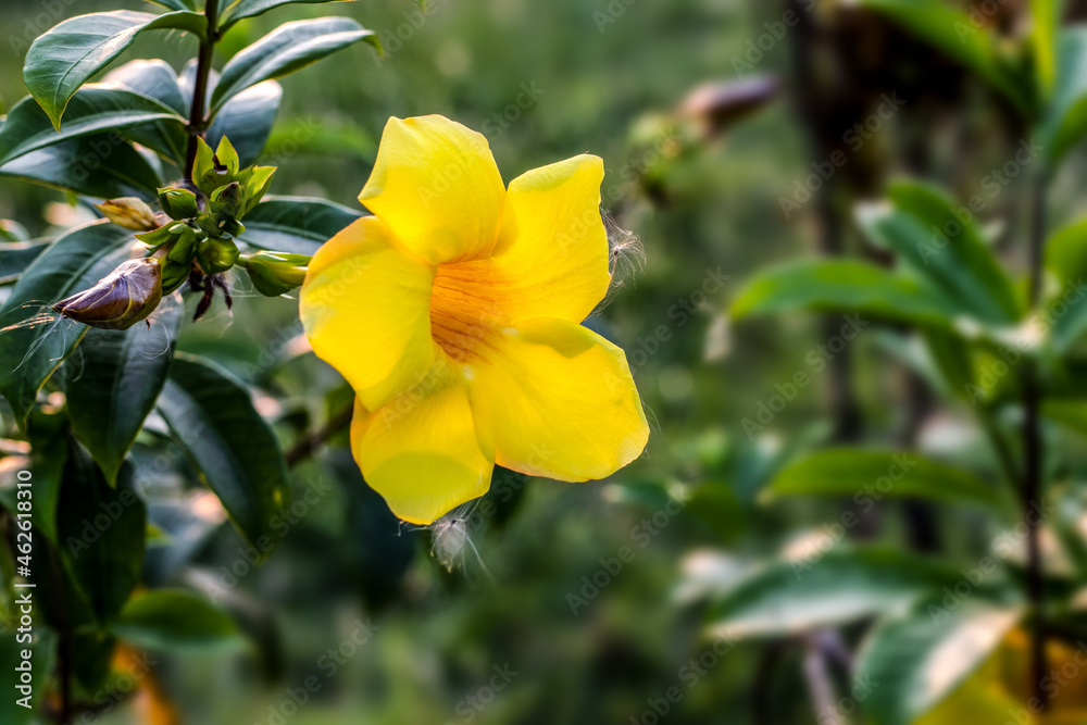 Common trumpet or allamanda cathartica fully bloomed yellow flower inside of a botanical garden with copy space