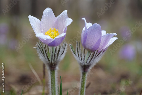 Wild purple flowers - Pulsatilla patens pasque flower or prairie crocus photo