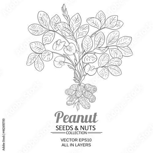 peanut vector illustration on white background
