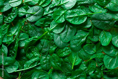 green leaves background