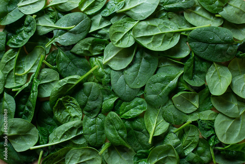 green leaves background