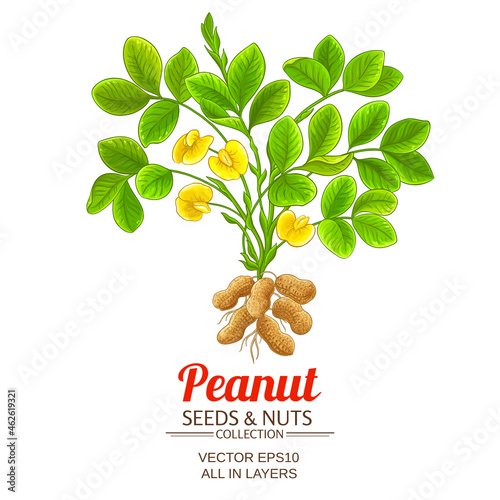 peanut vector illustration on white background