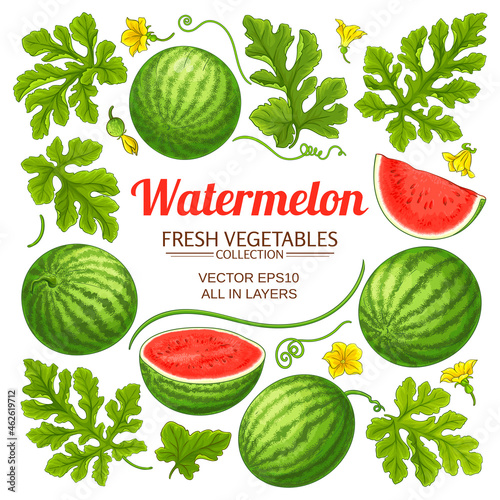 watermelon elements vector set on white background
