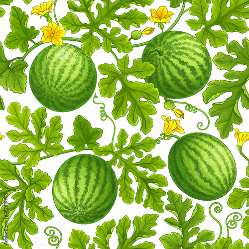 watermelon vector pattern on white background