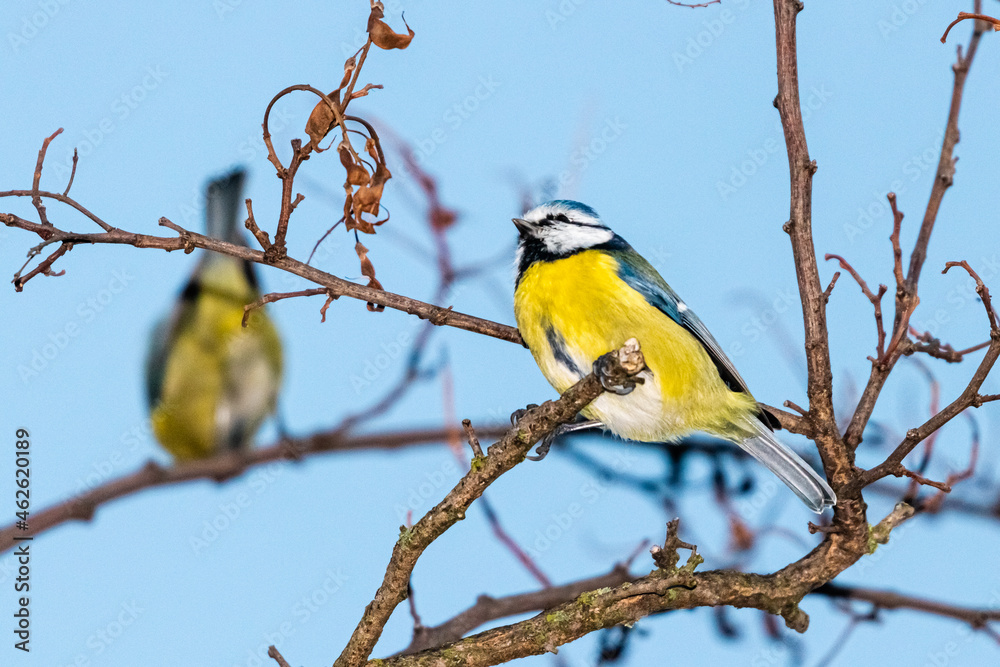 Obraz premium blue tit perched on a tree branch