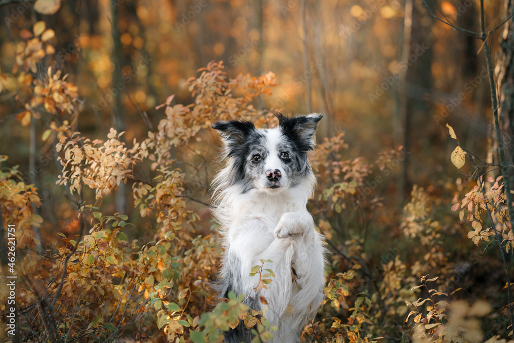 dog in nature. Autumn mood. Border collie in leaf fall in the forest