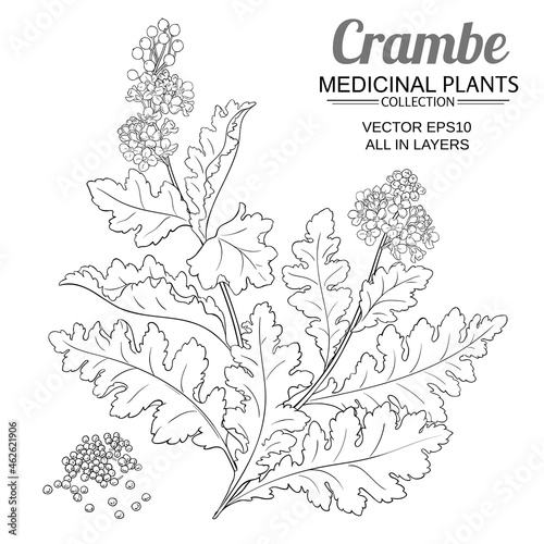 crambe plant illustration on white background