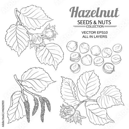 hazelnut set on white background photo