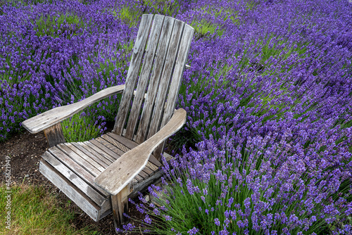 Old weathered wood Adirondack chair on the edge of a lavender field.
