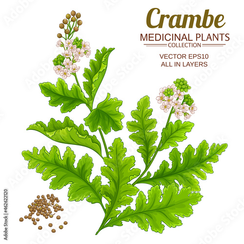 crambe plant illustration on white background photo
