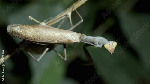 Praying mantis stand on a thorny branch and looks around. Transcaucasian Tree Mantis (Hierodula transcaucasica). Close up of mantis insect photo