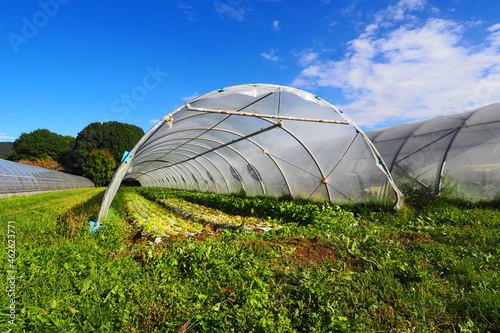 Polytunnel in an agricultural field in Northern Italy for the biologiocal growth of lettuce and green vegetables.