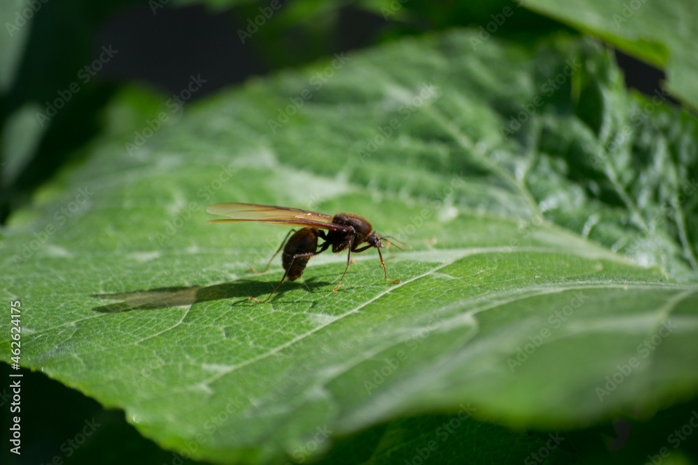 Wasp on top of a pumpkin (Cucurbita) leaf in the city of Rio de Janeiro, Brazil. Wasp on top of a pumpkin (Cucurbita) leaf in the city of Rio de Janeiro, Brazil.