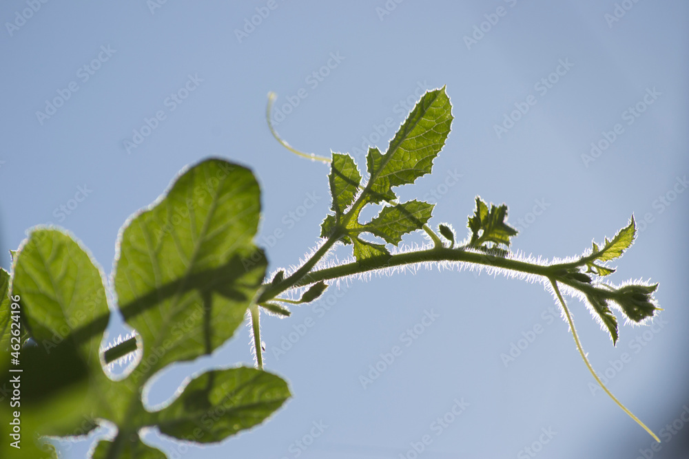 Ταπετσαρία Leaves of gherkin (Cucumis anguria) plants in an organically cultivated agroforestry system in the city of Rio de Janeiro, Brazil