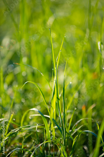 Soft focus of fresh green grass with dew drops close up.