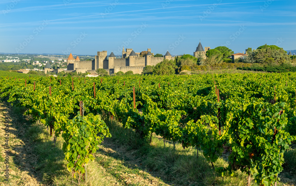 Vineyard near the castle of Carcassonne France. Vineyard near the castle of Carcassonne France.