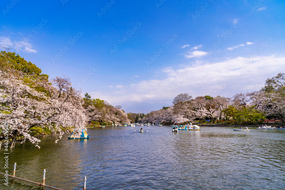桜咲く井の頭恩賜公園の風景（2021年3月）