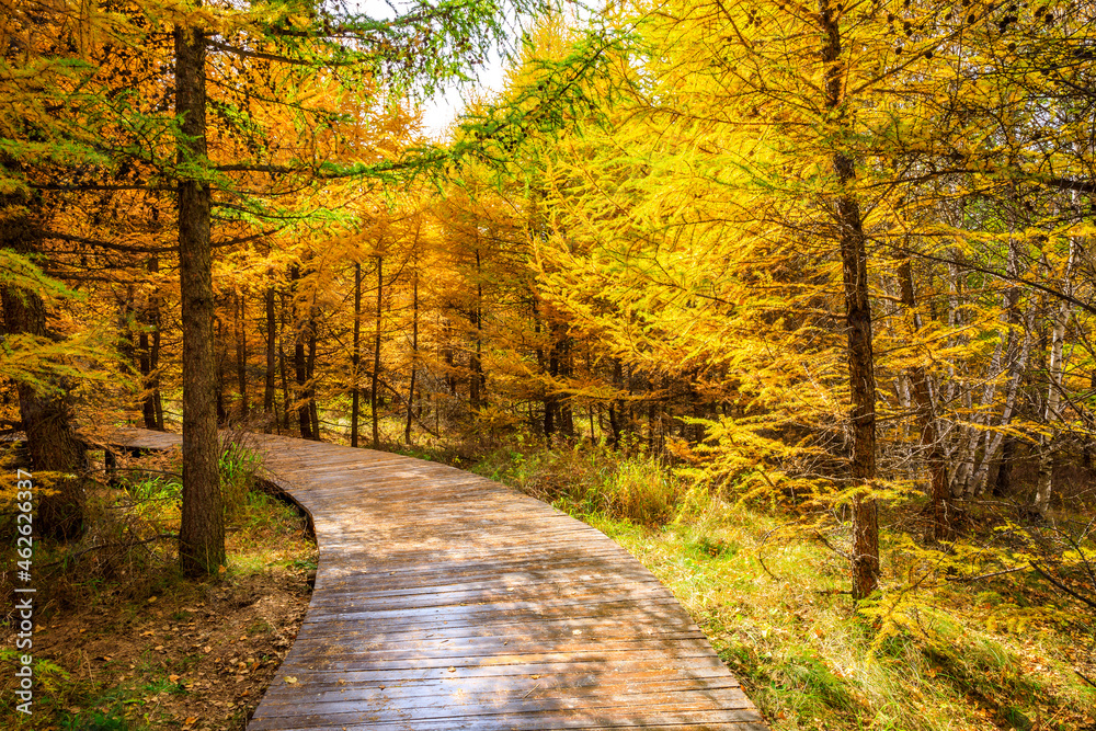 Fototapeta premium Boardwalk through the autumn forest.Beautiful colorful autumn forest.