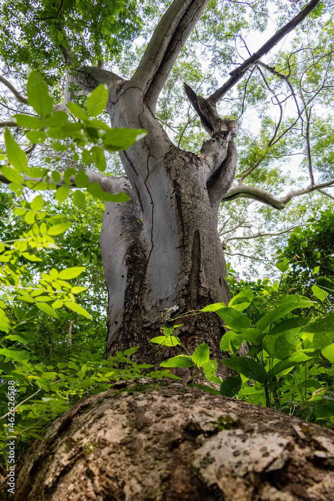 Fototapeta premium Árboles y naturaleza