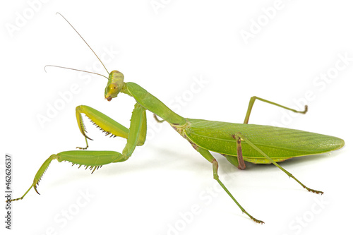 Mantis ordinary or mantis religious, isolated on white background