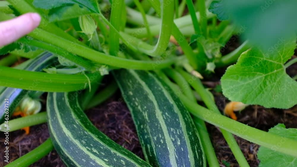 Showing fresh Zucchini Zebra in the vegetable garden. Courgette Plant in the greenhouse. Nature background for branding, movie, banner, cover, header for website. High-quality HD footage Showing fresh Zucchini Zebra in the vegetable garden. Courgette Plant in the greenhouse. Nature background for branding, movie, banner, cover, header for website. High-quality HD footage