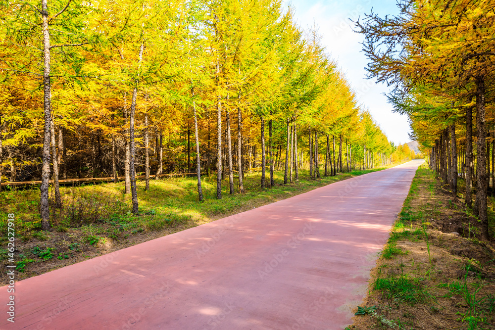 Road through the autumn forest.Beautiful colorful autumn forest.