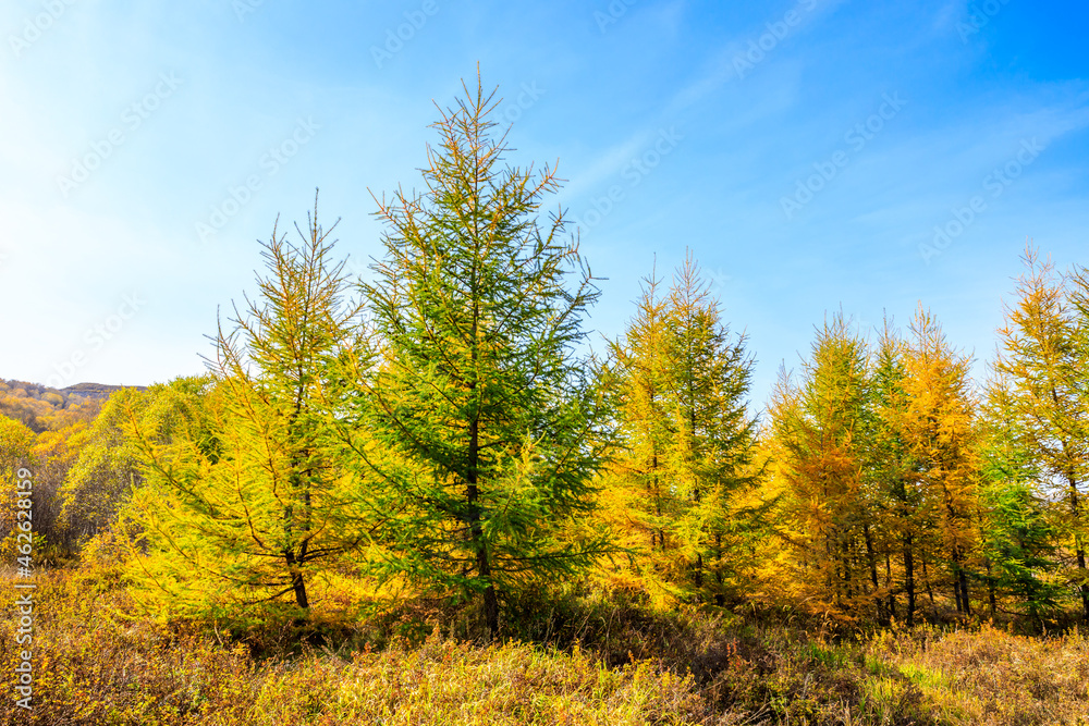 Fototapeta premium Beautiful colorful autumn forest.Autumn tree and leaves.