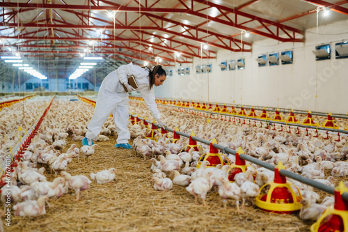 Картината върху платно veterinarian examining chicken in farm