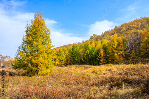 Beautiful colorful autumn forest.Autumn tree and leaves.