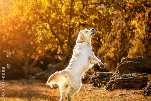 Dog golden retriever in a jump catches soap bubbles in the autumn park.