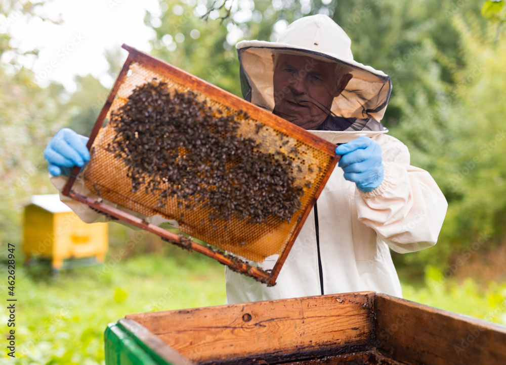 Fotografie Senior apiarist holding hive frame