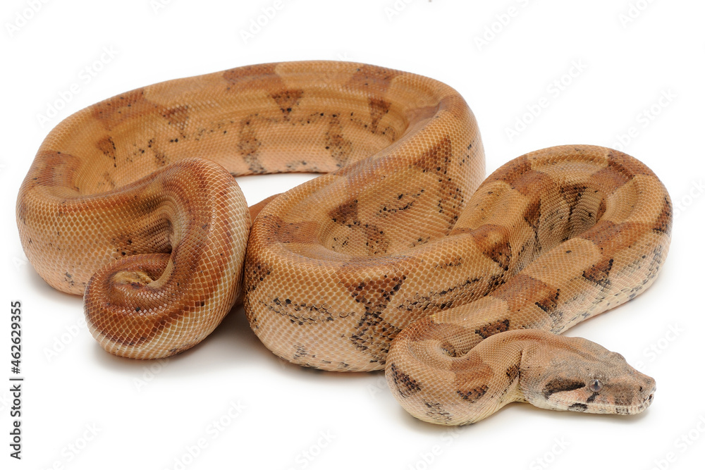 Obraz premium Boa imperator on a white background