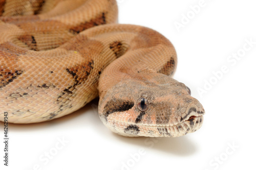 Boa imperator on a white background