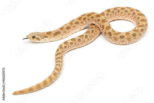 Western hognose snake (Heterodon nasicus) on a white background