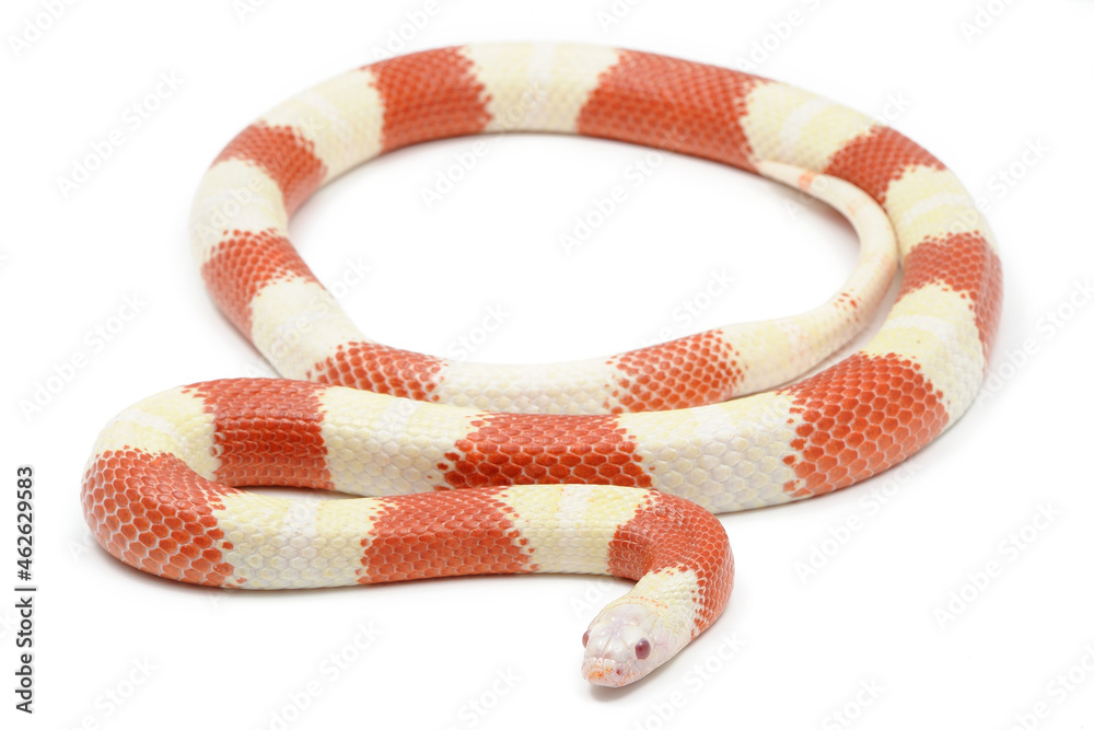 Fototapeta premium Nelson Milk Snake (Lampropeltis triangulum nelsoni) on a white background