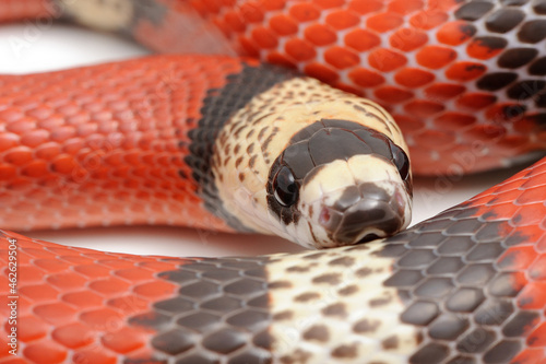 Honduran milk snake (Lampropeltis triangulum hondurensis) on a white background photo