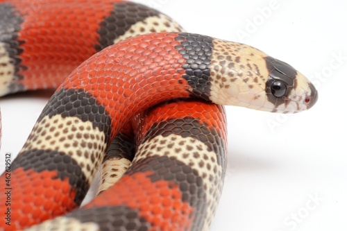 Honduran milk snake (Lampropeltis triangulum hondurensis) on a white background photo