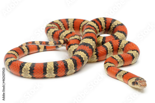 Mexican kingsnake (Lampropeltis mexicana) on a white background