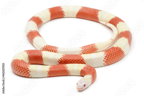 Nelson Milk Snake (Lampropeltis triangulum nelsoni) on a white background photo