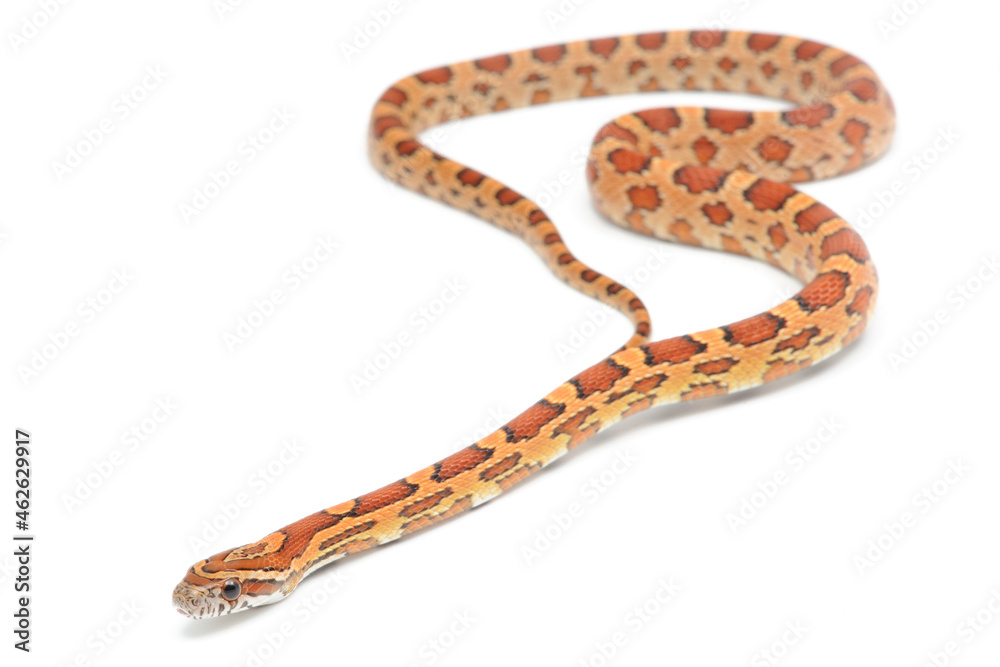Corn snake (Pantherophis guttatus) on a white background Corn snake (Pantherophis guttatus) on a white background