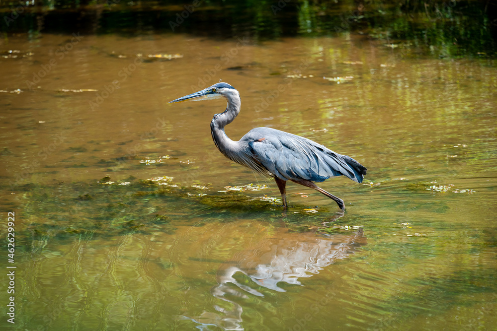 Φωτογραφία Great Blue Heron fishing in pond at Roswell Riverwalk in Roswell Georgia