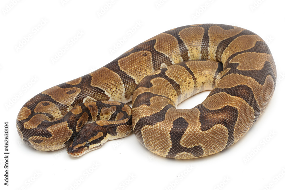 Ball python (Python regius) on a white background Ball python (Python regius) on a white background