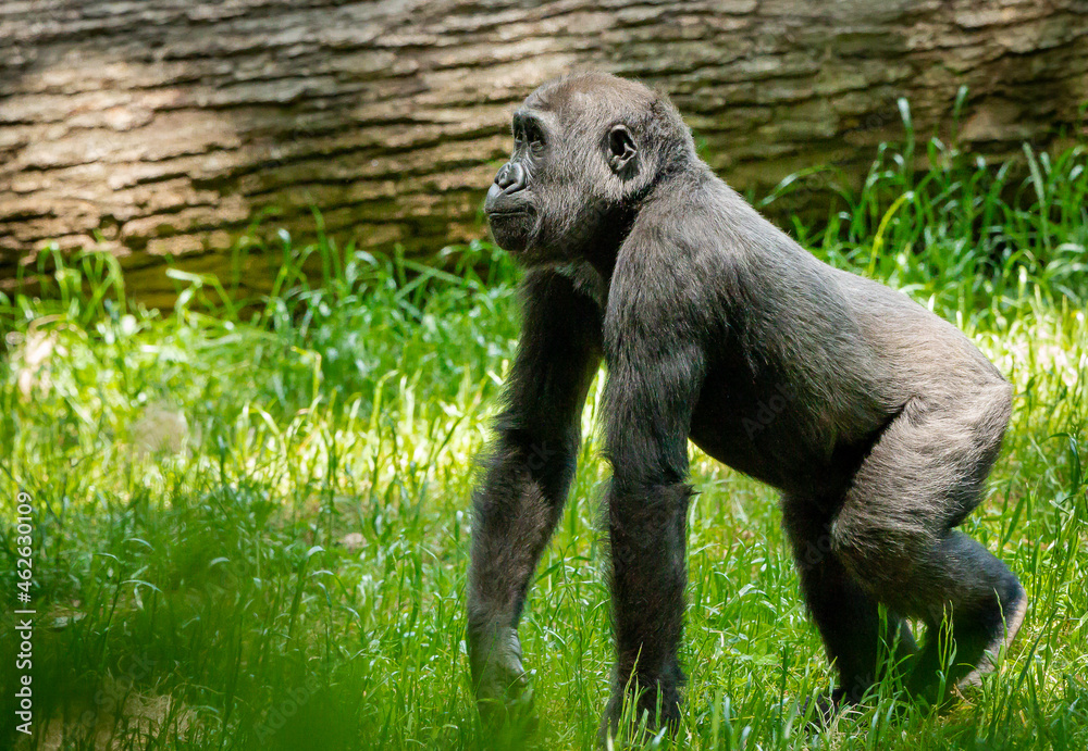 Lowland Gorilla family members foraging for food at a zoo in Georgia. Lowland Gorilla family members foraging for food at a zoo in Georgia.