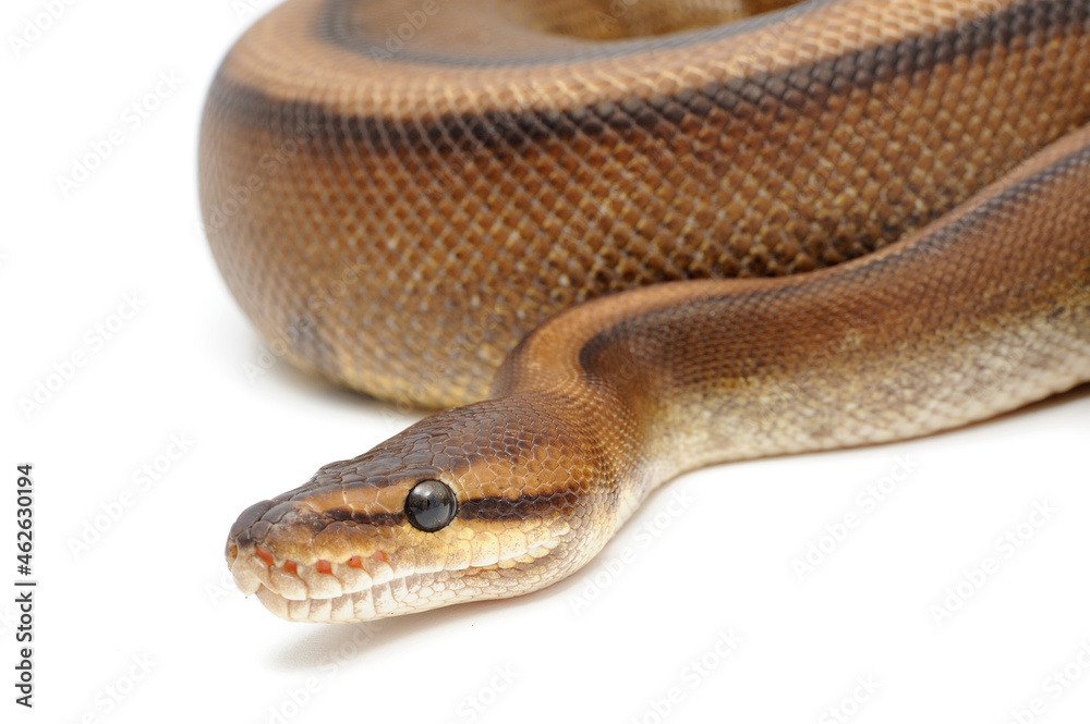 Ball python (Python regius) on a white background Ball python (Python regius) on a white background